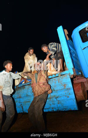 Les travailleurs au moulin à café, Mordecoffee (Shakiso, Ethiopie) décharger un jour de récolte les cerises de café d'un camion à la transformation Banque D'Images