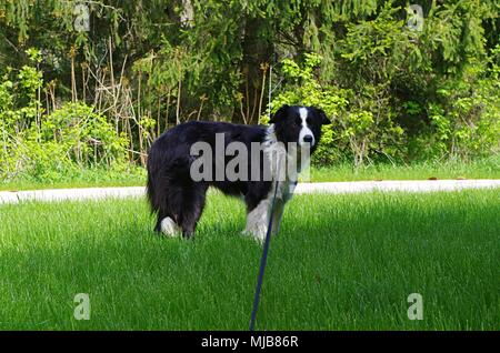 Un Border Collie chien en laisse debout sur une pelouse en face d'une route et de certains bois Banque D'Images