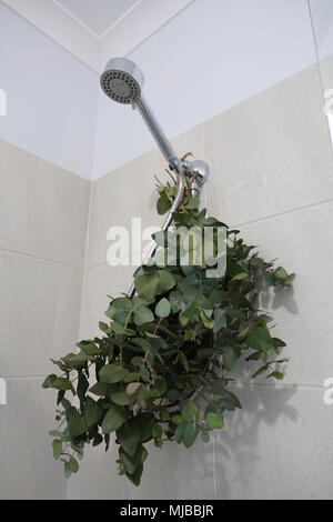 Eucalyptus gunnii bouquet dans la douche Banque D'Images