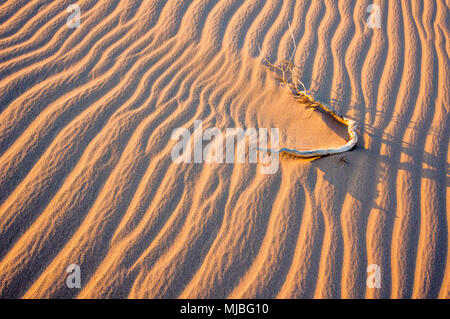 Ondulations dans le sable s'écoule autour d'un bâton créé par le vent à Cadix dunes près de Amboy, California United States of America USA. Banque D'Images