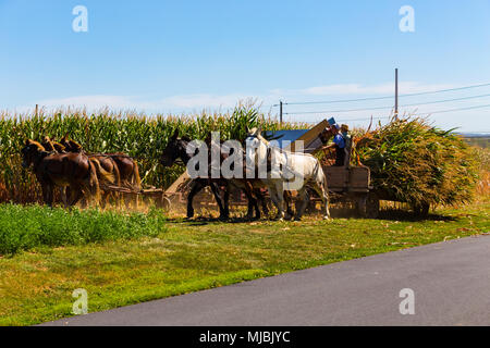 Witmer, PA, USA - 12 septembre 2016 : payer aux agriculteurs Amish, couper, et la récolte du maïs avec des équipes de mulets dans le comté de Lancaster. Banque D'Images