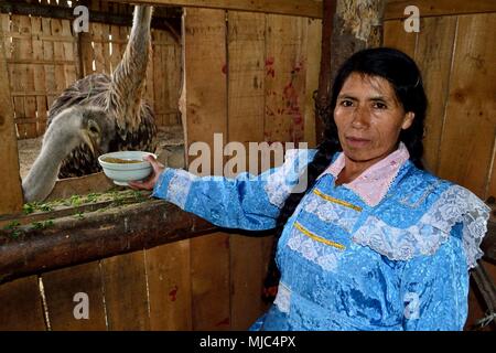 Manger de l'autruche - Zoo de GRANJA PORCON - coopérative évangélique - département de Cajamarca au Pérou. Banque D'Images