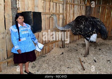 Manger de l'autruche - Zoo de GRANJA PORCON - coopérative évangélique - département de Cajamarca au Pérou. Banque D'Images