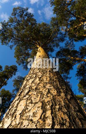 Tronc de pin visible de bas en haut, avec des couronnes de bois contre le ciel bleu Banque D'Images