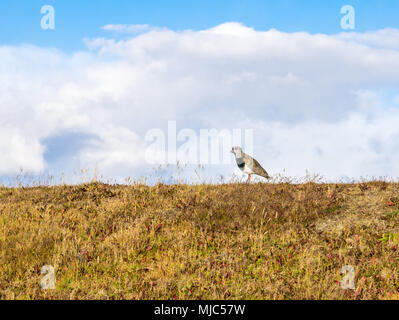 Tero oiseau ou le sud, sociable Vanellus chilensis, debout sur la colline parlementaire à Terra del Fuego près d'Ushuaia, Patagonie, Argentine Banque D'Images