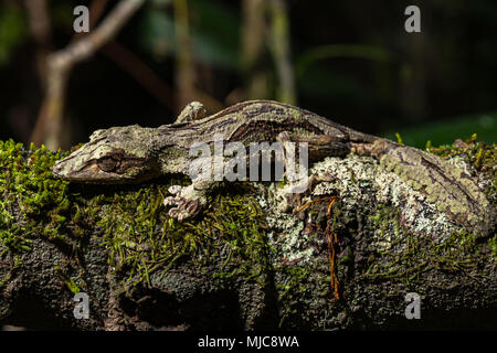 Gecko à queue de feuille moussus (Uroplatus sikorae), homme sur mossed tronc de l'arbre, Parc National Andasibe, Madagascar Banque D'Images