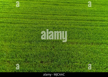 Vue aérienne sur le champs agricoles Banque D'Images