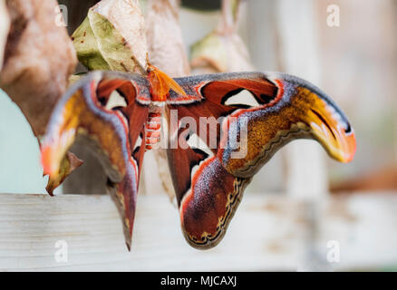 Atlas gigantesque papillon sur un cocon, le plus grand papillon de nuit Banque D'Images