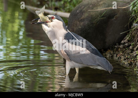 Black-Crowned Night Heron - avec des poissons Banque D'Images