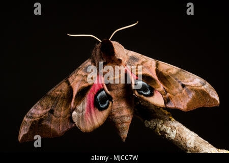 Studio photo d'un Sphynx yeux Smerinthus ocellata sur fond noir nord du Dorset England UK GO Banque D'Images