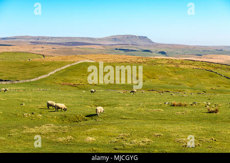 Un paysage de Pen-Y-Ghent moorland généralisée de Langstrothdale dans le Parc National des Yorkshire Dales, Yorkshire, Angleterre. 19 avril 2018 Banque D'Images