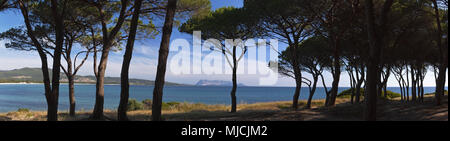 Pines sur la plage de Porto Ainu, près de Budoni, Gallura, à l'Est de la Sardaigne, Sardaigne, Italie, Europe, Banque D'Images