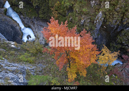 L'automne dans les gorges de Leutaschklamm près de Mittenwald, Bavière, Allemagne, Banque D'Images
