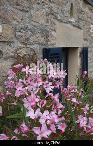 Des fleurs sur un mur extérieur Banque D'Images