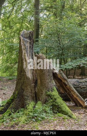 Les dégâts causés par les tempêtes, le hêtre arbre dans une forêt après la tempête, Banque D'Images