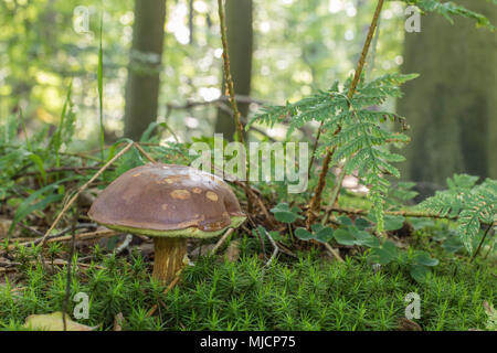 Imleria badia, bay, Boletus badius bolet, Xerocomus badius Banque D'Images