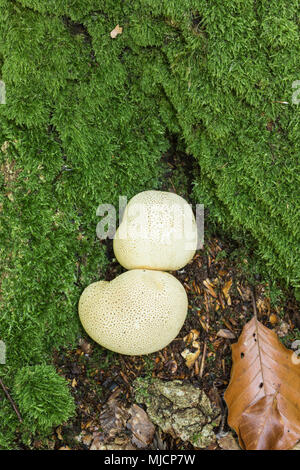 Les champignons, earthball commun, poison de porc, la sclérodermie citrinum puffball Banque D'Images