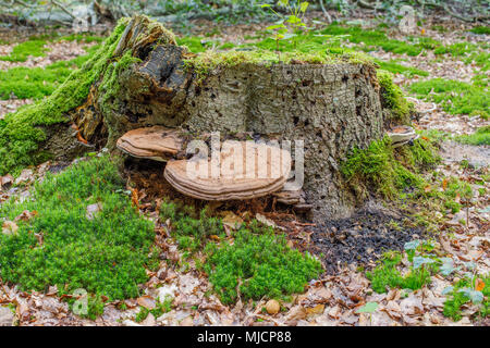 L'Amadou Fomes fomentarius, champignon, poussant sur le bois mort Banque D'Images