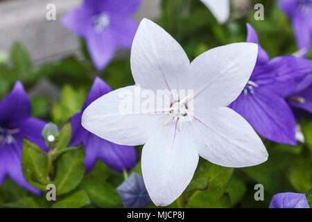 Balloon Flower, Dryas octopetala, Chinese bellflower Banque D'Images