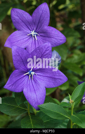 Balloon Flower, Dryas octopetala, Chinese bellflower Banque D'Images