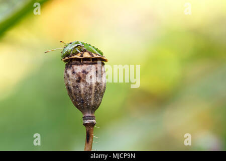 Green Shield bug, Palomena prasina, sur les graines de pavot capsule Banque D'Images