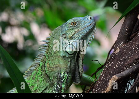 Iguane vert head shot portrait Banque D'Images