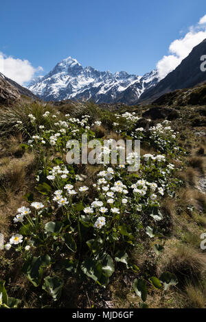 Des sommets enneigés Mont Cook avec des renoncules blanches (Ranunculus lyallii) au premier plan, l'Aoraki Mount Cook National Park, New Zealand Banque D'Images