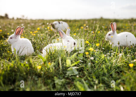 Lapin blanc sur un fond d'herbe Banque D'Images