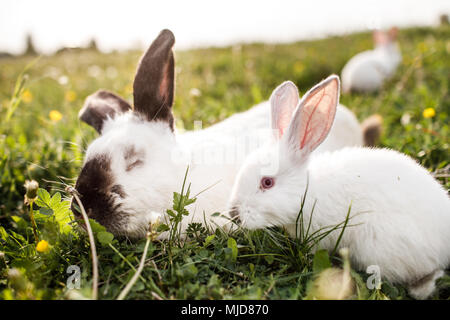 Deux lapins blancs de drôle dans l'herbe Banque D'Images
