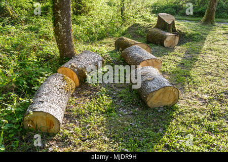 Le tronc d'un chêne abattu récemment et hachées en blocs, allongé sur le sol dans une clairière dans une forêt française. Banque D'Images