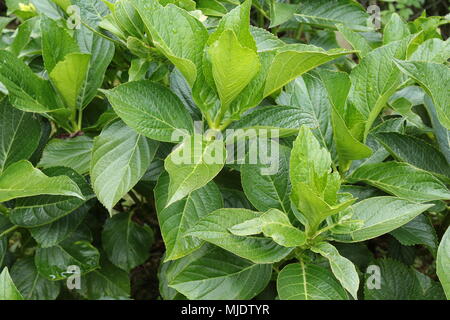 Hortensias verts feuilles dans un jardin. Campos de Jordão, au Brésil. Banque D'Images