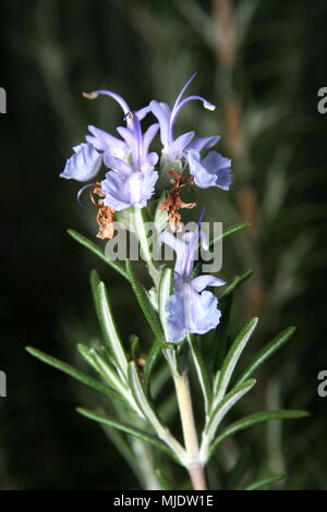 'Romarin Rosmarinus officinalis' en fleurs Banque D'Images