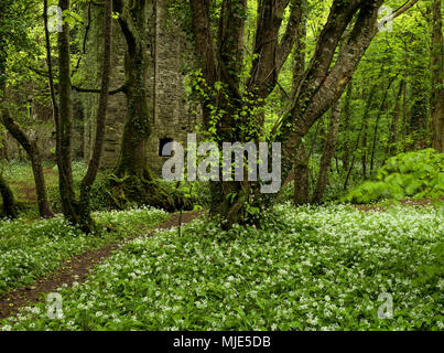 L'Irlande, le comté de Wexford, ruine dans la forêt vierge de l'hameçon pensinsula floraison, l'ail sauvage, lierre, Banque D'Images