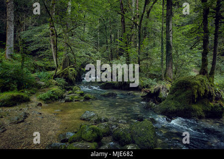 Cours d'un ruisseau dans une forêt, des pierres et de la mousse sur les bords Banque D'Images