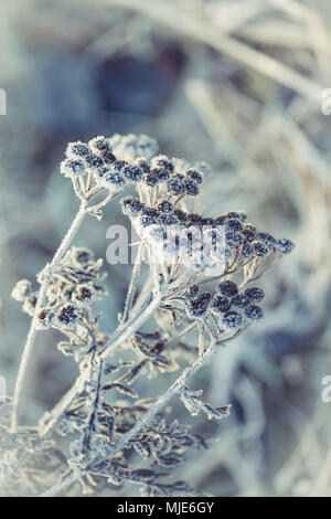 Beauté glaciale, les inflorescences de tanaisie commune avec le givre et les cristaux de glace Banque D'Images