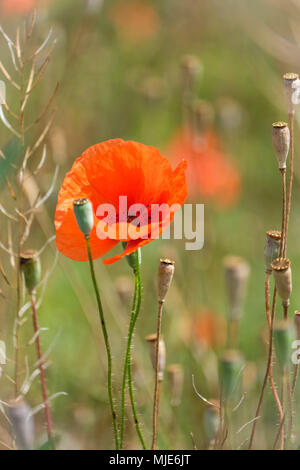 Close-up, rouge coquelicot et pavot Graines de capsules dans un champ, l'arrière-plan flou Banque D'Images