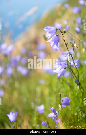 Bellflower Campanula (bleu) sur les falaises entre le Teglkås et Vang, Europe, Danemark, Bornholm, Banque D'Images