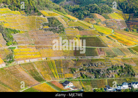 Vignes en automne, Mayschoss, Ahrtal, zone de culture pour le pinot noir et de vigne rouge, vin rouge raisin Portugieser, Eifel, Rhénanie-Palatinat, Allemagne, Europe Banque D'Images