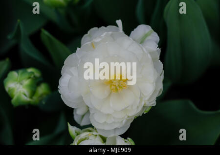 Fleur de tulipe blanche et délicate Banque D'Images