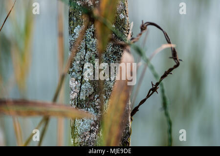 Humeur d'automne sur le lac, reed, les barbelés et arbre, close-up Banque D'Images