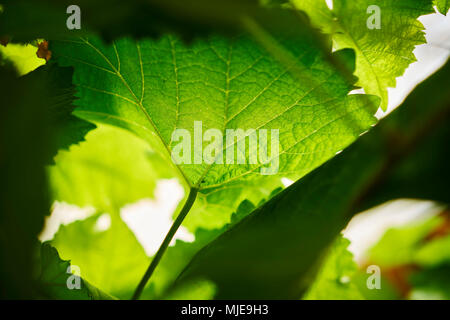 Détail d'une feuille de vigne en automne, worm's-eye view, close-up Banque D'Images