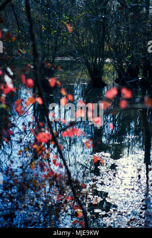 Feuilles rouges sur un lac en couleurs d'automne et de l'éclairage avec reflet dans l'eau Banque D'Images