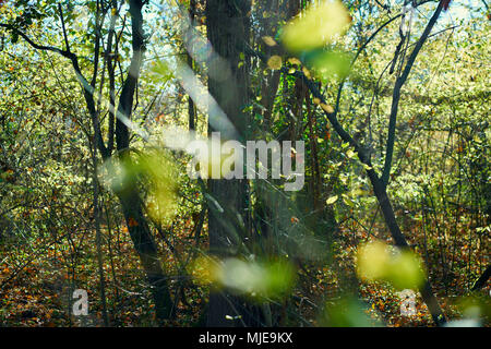 Les arbres, branches, feuilles, floue, forêt de hêtres, couleurs d'automne, lumière arrière Banque D'Images