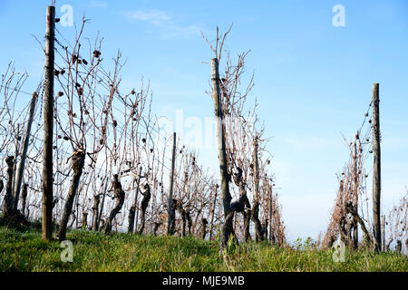 Rangées de vignes sans feuilles, ciel bleu Banque D'Images