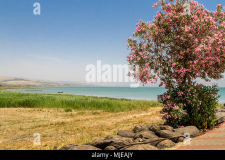 L'arbre en fleurs sur la côte de la mer de Galilée, près de Ginosar, Israel. Banque D'Images