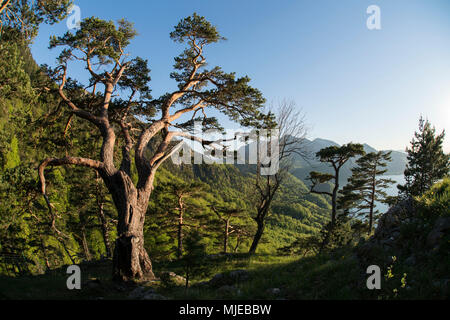 L'humeur du soir à Kienstein sur le lac Kochelsee (Kochel), fermer Kochel, vue d'Italia (montagne), Préalpes bavaroises, Bavière, Allemagne Banque D'Images