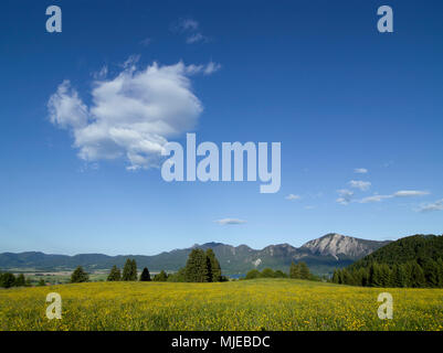 Vue depuis le Kreutalm sur le lac Kochelsee (Kochel) à la proximité Jochberg, Kochel, Haute-Bavière, Bavière, Allemagne Banque D'Images