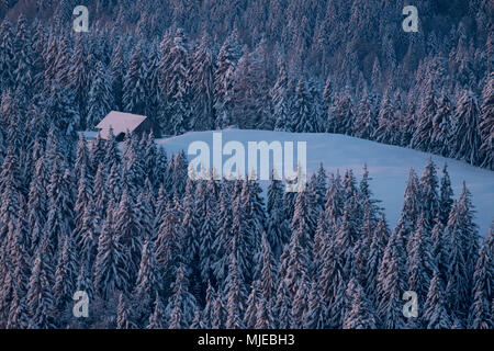 L'humeur du matin dans la forêt d'hiver sur le Zwiesel avec Gassenhoferalm, près Bad Tölz, Alpes bavaroises, Bavière, Allemagne Banque D'Images