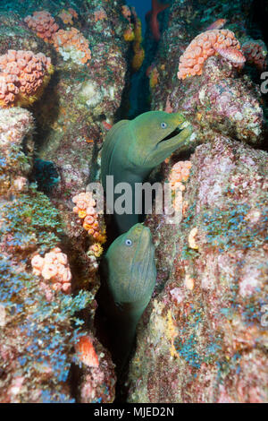 Groupe d'Panamic murène verte se cachant dans Reef, Gymnothorax castaneus, La Paz, Baja California Sur, Mexique Banque D'Images