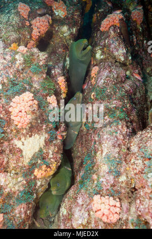 Groupe d'Panamic murène verte se cachant dans Reef, Gymnothorax castaneus, La Paz, Baja California Sur, Mexique Banque D'Images